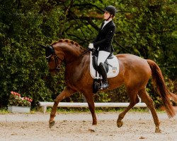 dressage horse Fahrenheit's Petite Fleur (Westphalian, 2016, from Tannenhof's Fahrenheit)