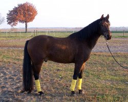 horse Anno's Herz Bube (German Riding Pony, 1999, from Anno Domini)