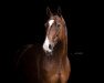 dressage horse Gundula (Hanoverian, 2012, from Graf Top)