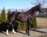 Dressurpferd G Star van't Heike (Belgisches Warmblut, 2006, von Contender)