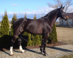 dressage horse G Star van't Heike (Belgian Warmblood, 2006, from Contender)