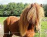 dressage horse Sörvi Fra Kransmose (Iceland Horse, 2005)