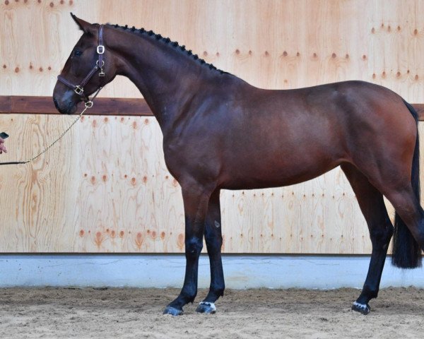 Springpferd Roxy van 't Heike (Belgisches Warmblut, 2017, von Lavallino Ter Klomp)