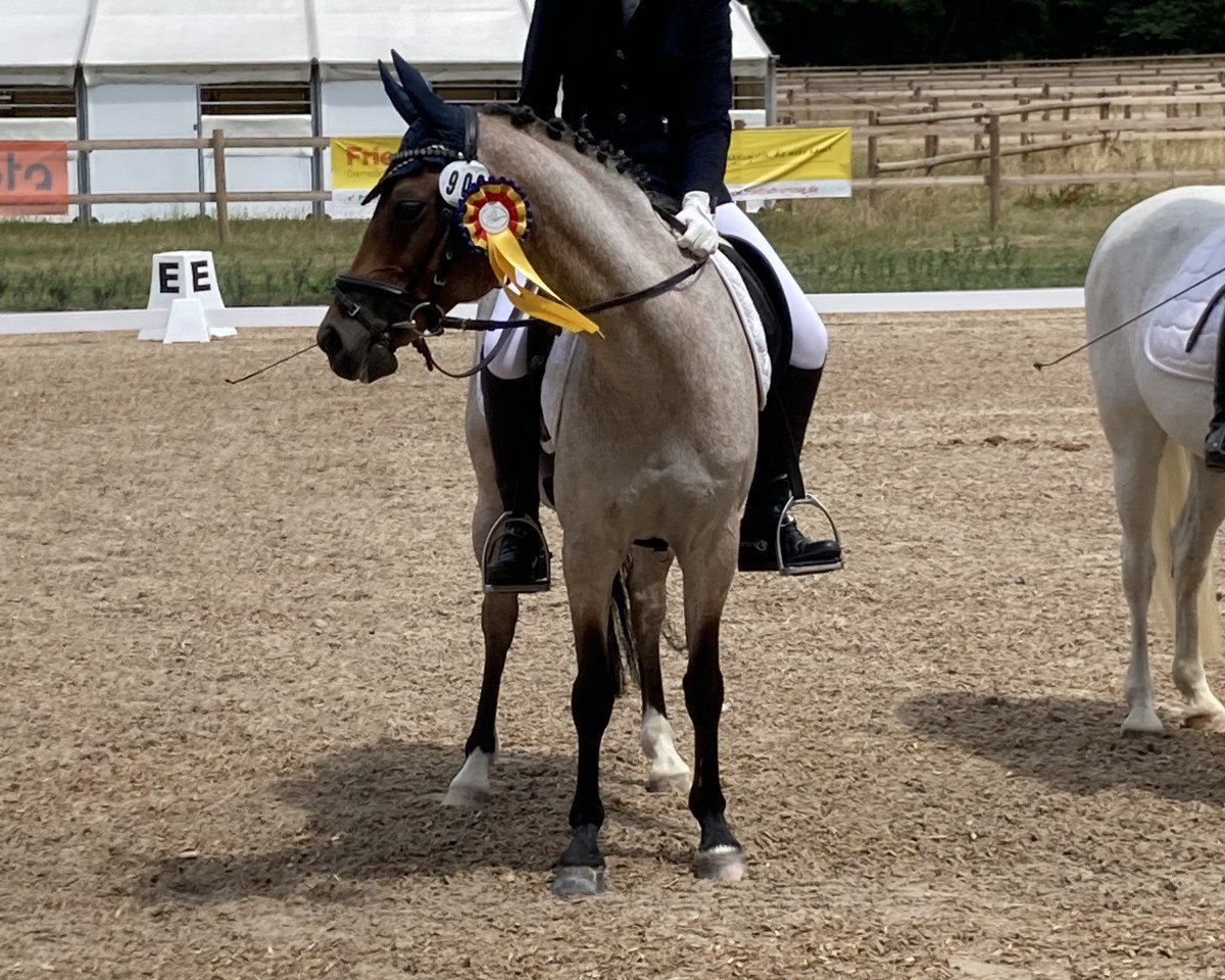 Dressurpferd Othello 227 (Deutsches Reitpony, 2008, von Ombre)