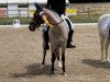 dressage horse Othello 227 (German Riding Pony, 2008, from Ombre)