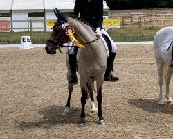 dressage horse Othello 227 (German Riding Pony, 2008, from Ombre)