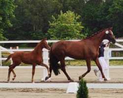 broodmare Donnerhalls Deern (Oldenburg, 2016, from Der Donnerhall)