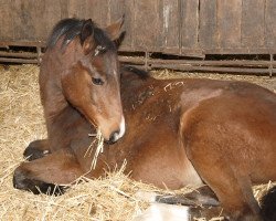 broodmare D-Vita (German Sport Horse, 2007, from D-Online)