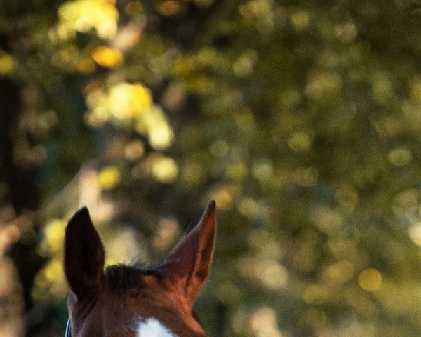 dressage horse RPZ Delgado (German Sport Horse, 2014, from Destano)