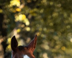 dressage horse RPZ Delgado (German Sport Horse, 2014, from Destano)