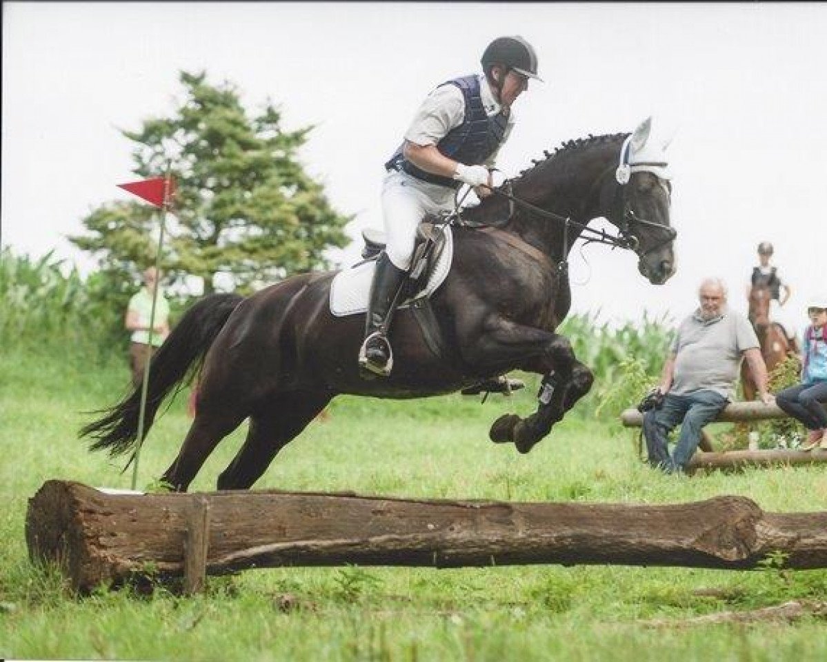 dressage horse Sinfonie 204 (Westphalian, 2006, from Sir Bedo)