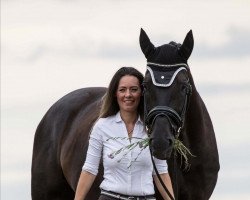 dressage horse Live Act (Hanoverian, 2014, from Livaldon)