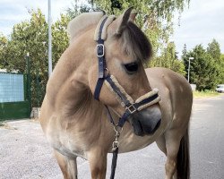 dressage horse Zipke (Fjord Horse, 2003, from Brusvein)