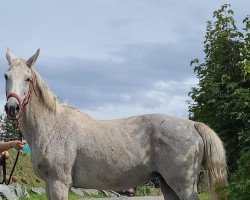 Pferd Sapevka (Russisch Trakehner, 2006, von Piket)