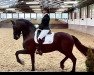 dressage horse Tabasco 104 (Friese, 2014, from Tsjalle 454 Sport)