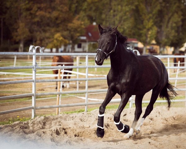 dressage horse Dora (Mecklenburg, 2019, from Durello)