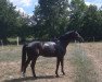 dressage horse Zafaar (German Sport Horse, 2017, from Birkhof's Zalando OLD)