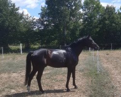 dressage horse Zafaar (German Sport Horse, 2017, from Birkhof's Zalando OLD)