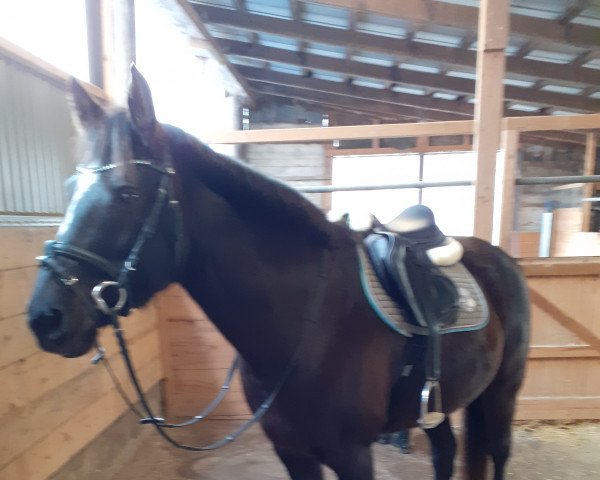 Springpferd Khadija (Deutsches Reitpony, 2007, von Khamaro x)