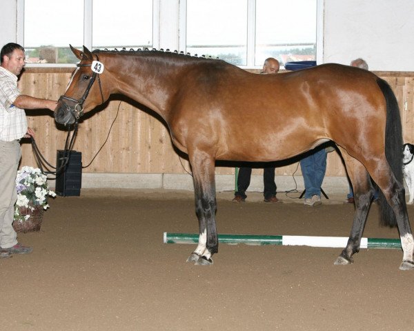 broodmare Tessa (Holsteiner, 2003, from Baldini II)