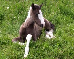 stallion Qinto (Pinto / Small Riding Horse, 2009, from Otje)