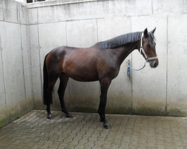 broodmare Simply Sensation (Hanoverian, 2008, from San Amour I)