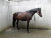 broodmare Simply Sensation (Hanoverian, 2008, from San Amour I)