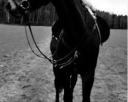 Springpferd Voltair 4 (Sächs.-Thür. Schweres Warmbl., 2007, von Veritas)