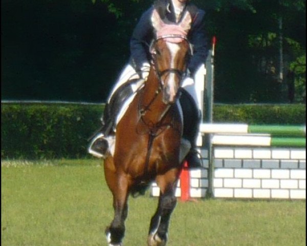 broodmare Satisfaction (German Sport Horse, 2004, from Sadenio)