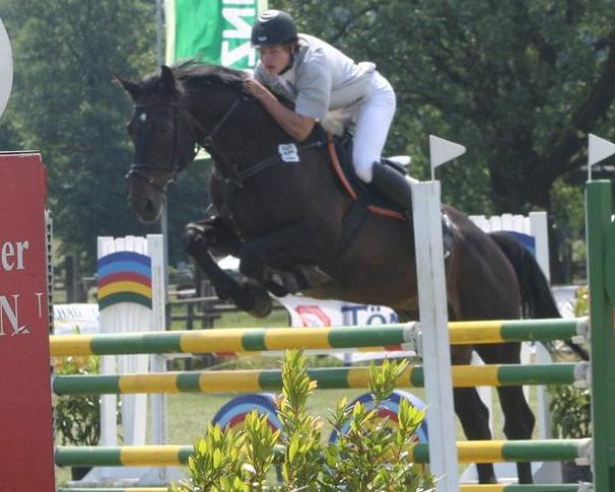 Springpferd Warren (Westfale, 1999, von Weinberg)