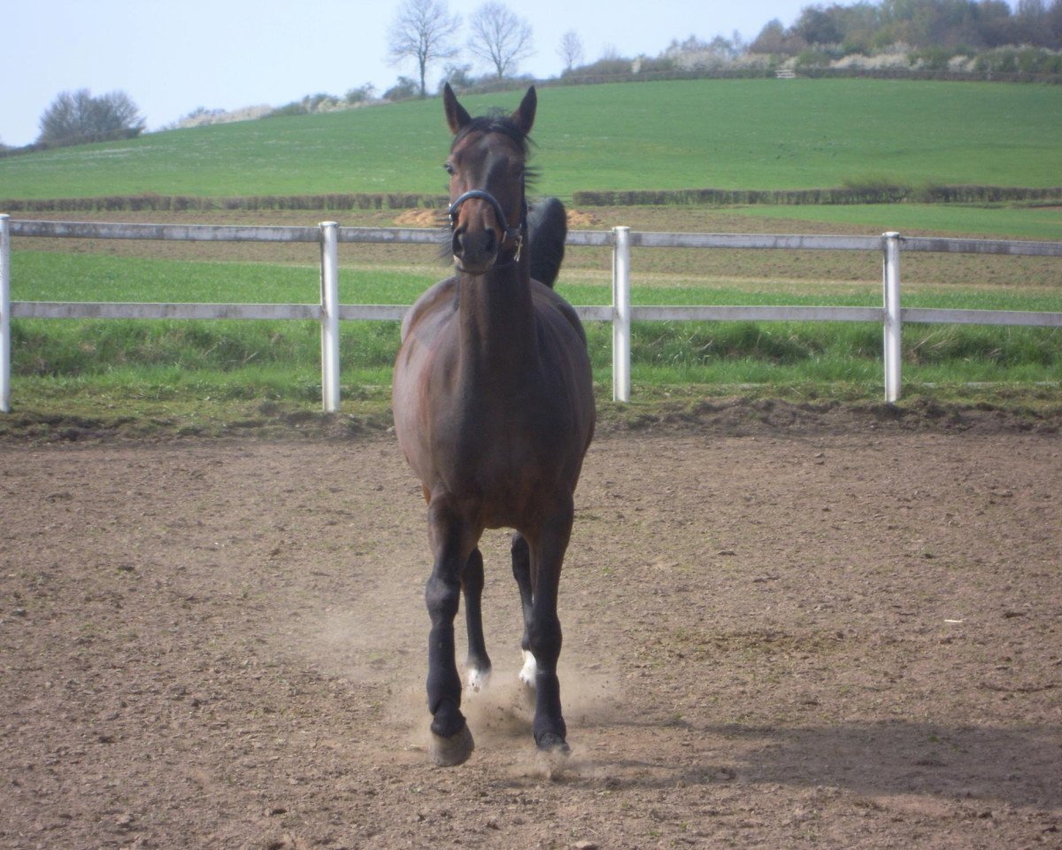 Dressurpferd Don Fernando R (Hannoveraner, 2004, von Don Frederico)