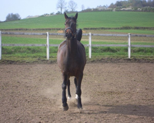 dressage horse Don Fernando R (Hanoverian, 2004, from Don Frederico)