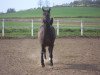 dressage horse Don Fernando R (Hanoverian, 2004, from Don Frederico)