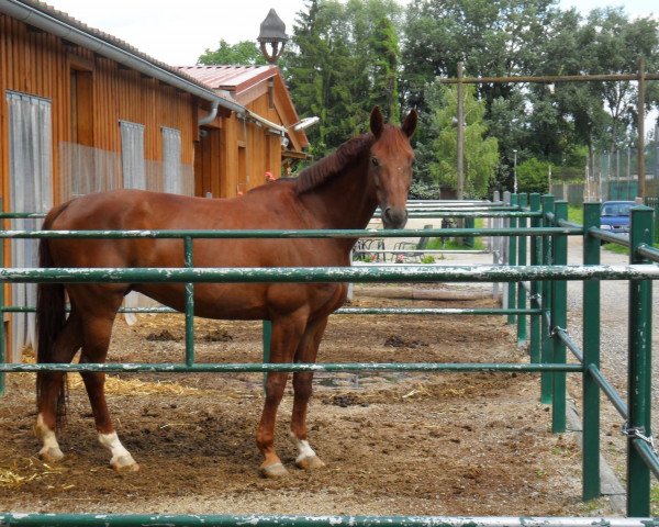 broodmare Mallorca (Bavarian, 2000, from Asti Spumante 7)