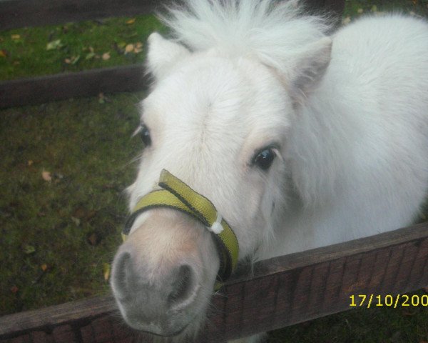 dressage horse Littlefood (Falabella, 2009)