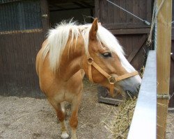 dressage horse Amigo (Haflinger, 2004)