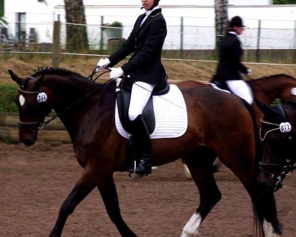 dressage horse Reviero 2 (Hanoverian, 2002, from Rotspon)