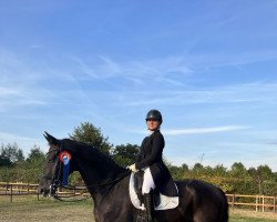 dressage horse Dark Dancer 38 (Hanoverian, 2014, from Dancier)