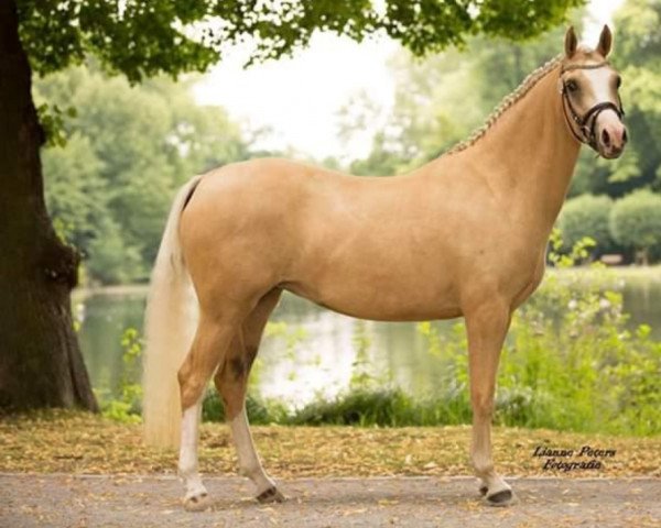 dressage horse Diamond Deluxe (German Riding Pony, 2017, from Diamond Touch NRW)