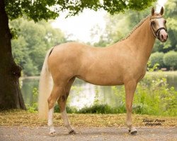 broodmare Diamond Deluxe 7 (German Riding Pony, 2017, from Diamond Touch NRW)