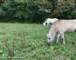 horse Trollgardens Taifun (Fjord Horse, 2022, from FjK Tsjelle)