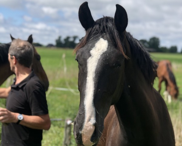 dressage horse Eniro (Hanoverian, 2019, from Emilio)