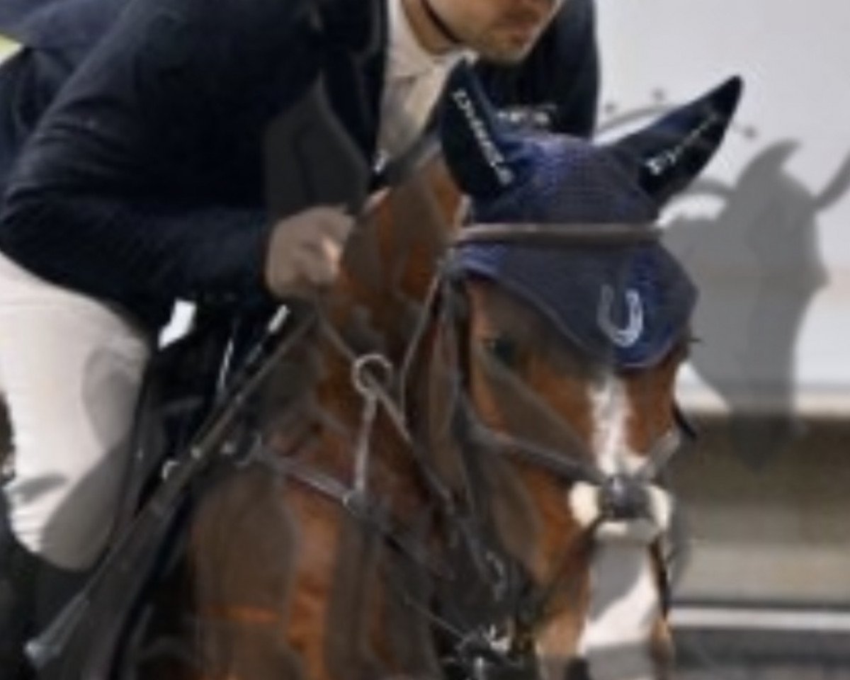 jumper C-Hello Quinni's Hope Z (Zangersheide riding horse, 2018, from Cofino H)