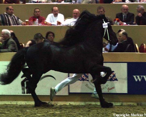 stallion Sape 381 (Friese, 1997, from Fabe 348)