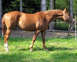 broodmare Moira (Trakehner, 2000, from Lehndorff's)