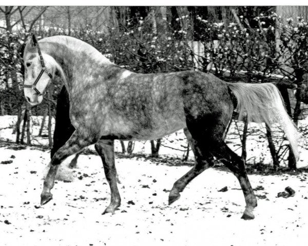 Zuchtstute Karina (Deutsches Reitpferd, 1986)