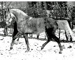 broodmare Karina (German Warmblood, 1986)