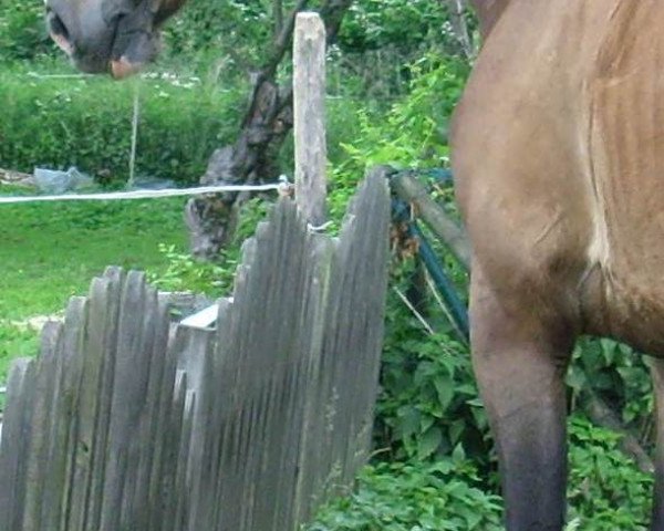 Pferd Jasper 106 (Holsteiner, 2000, von Canino de Lobo)