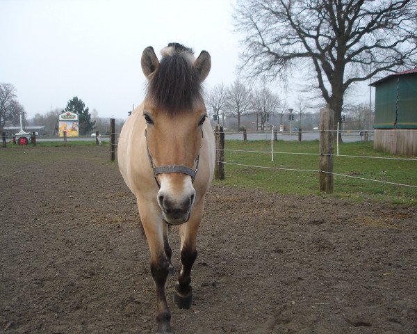 Dressurpferd Wotan (Fjordpferd, 2003)