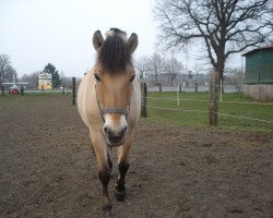 dressage horse Wotan (Fjord Horse, 2003)